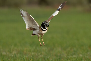 Male Little bustard performing in heat courtship by dancing and jumping in his breeding territory in a steppe in central Spain