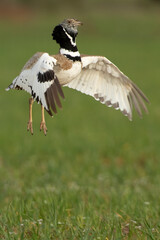Male Little bustard performing the courtship of heat by jumping in his breeding territory with the first light of dawn