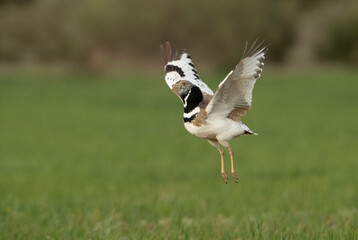 Male Little bustard performing the courtship of heat by jumping in his breeding territory with the first light of dawn