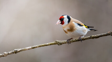 bird, ast, natur, wild lebende tiere, stieglitz, tier, baum, robin, wild, finch, 