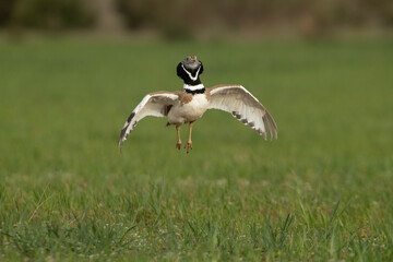 Male Little bustard performing the courtship of heat by jumping in his breeding territory with the first light of dawn