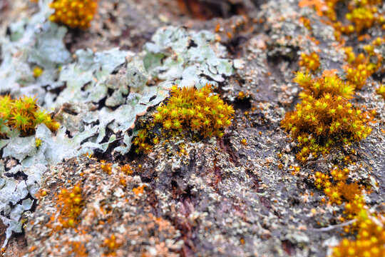 Close-up of the yellow moss with red tint on a tree bark. Blurred background, green moss patches.