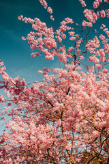 Magic and natural sunset light with soft pink cherry spring colorful blossom tree and dreamy bokeh. eautiful natural spring background wallpaper with flowers in Germany, Niedersachen, Braunschweig