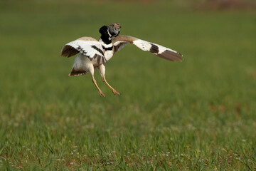 Male Little bustard performing the jumps of the nuptial procession of the mating season with the first light of dawn