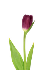 Red tulip isolated on white background. Close-up.