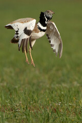Male Little bustard performing mating jumps in his breeding territory at first light of day