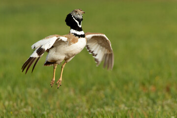 Male Little bustard performing mating jumps in his breeding territory at first light of day