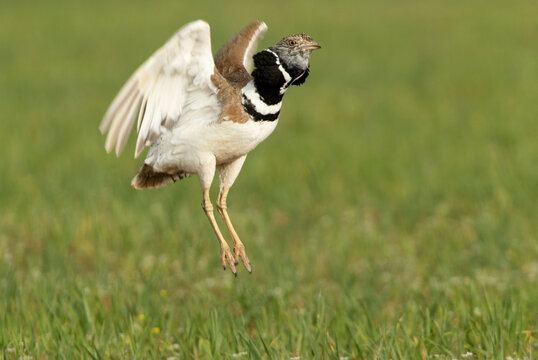 Male Little bustard performing mating jumps in his breeding territory at first light of day