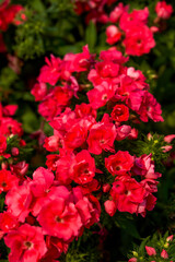 Fototapeta premium Close-up of a lush magenta kalanchoe flower