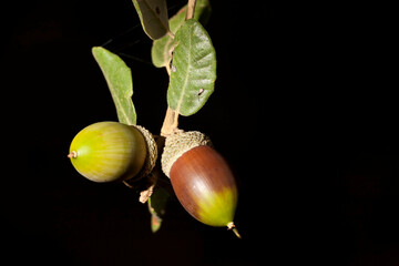 Bellotas en una encina