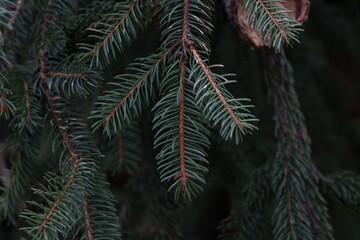 Green branches of conifer in the forest
