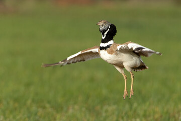 Male Little bustard jumping in his breeding territory to attract females in the mating season with...