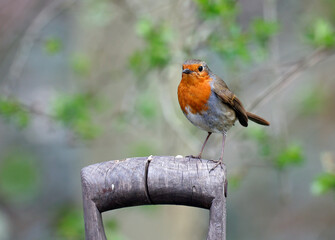 Eurasian robin in the garden