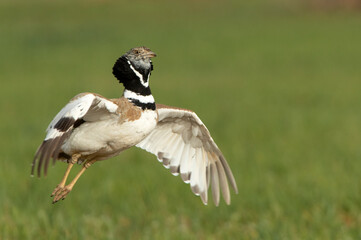 Male Little bustard jumping in his breeding territory to attract females in the mating season with the first light of day