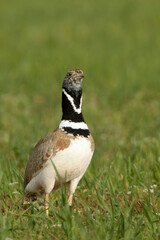 Male Little bustard courtship of a female first thing in the morning