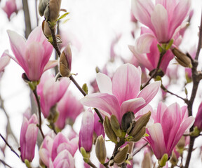 Beautiful branch of pink white Magnolia Soulangeana Alexandrina flower on blue sky background in spring Arboretum Park Southern Cultures in Sirius (Adler) Sochi. Selective close-up focus