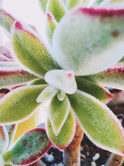 Extreme close up of an echeveria