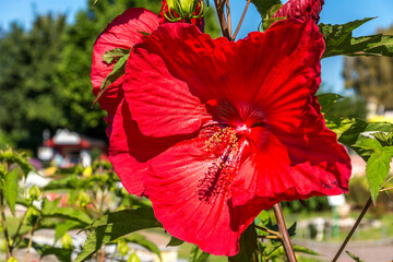 Strahlend rote Blüte eines Hibiskus © zauberblicke