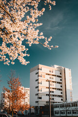 Urban street scene with colorful bright white blossom trees and flowers. eautiful natural spring background wallpaper with flowers in Germany, Niedersachen, Braunschweig