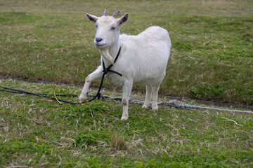 Obraz premium ヤギ