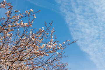 Obraz premium 春の青空とピンク色の桜