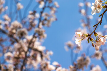 晴れの日の桜の花