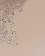 Dry beige grass on a beige wall background. Beautiful nature trend decor. Minimalistic neutral concept. Closeup