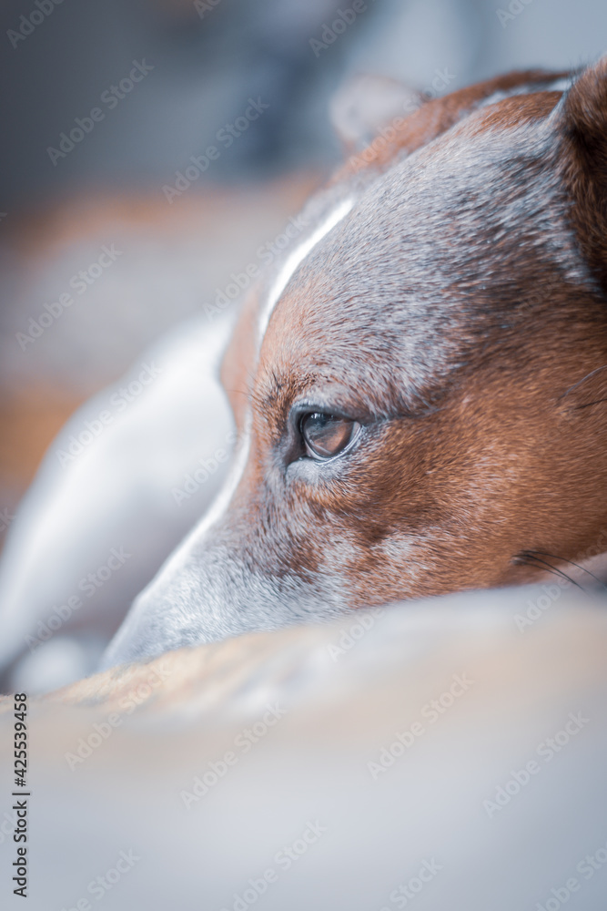 Wall mural portrait of a dog