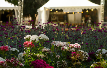Fototapeta na wymiar various flower arrangements in the open air with gazebo in the background
