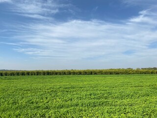 Obraz premium green field and blue sky