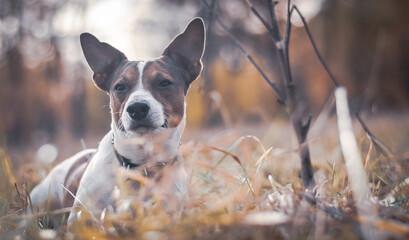 jack russell terrier dog