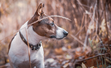 Obraz premium portrait of a dog