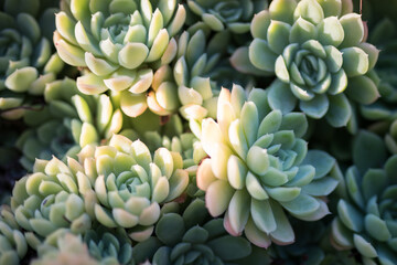 Succulents