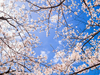桜と青空