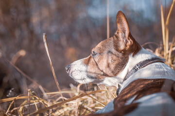 portrait of a dog