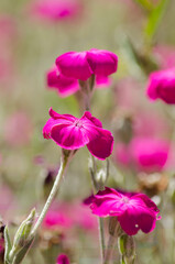 purple fuchsia or lilac flowers close-up, vertical with copyspace