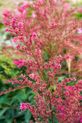 Close-up of lush red astilbe flowers in the garden, Astilbe chinensis (Maxim.) Franch. et Savat.