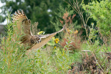 A Eurasian Eagle Owl or Eagle Owl. Flies into the forest with spread wings and open mouth. Looking for food in the grass. With orange eyes. In front view