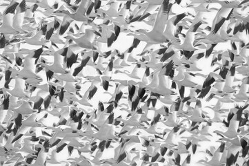Thousands of migrating Snow Geese (Chen caerulescens) fly off from Bourget, Ontario, Canada