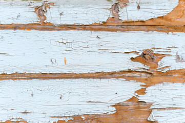 Close-up, texture of peeling white paint from wood.