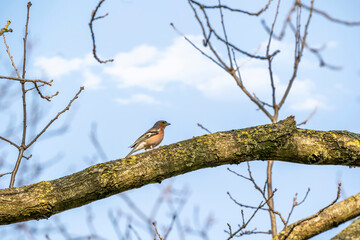 Portrait of spring bird Finch on blue sky with white clouds background