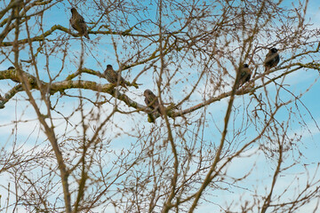 Starlings, Sturnus vulgaris on a branch in tree. Blue sky with white clouds. Seen from behind