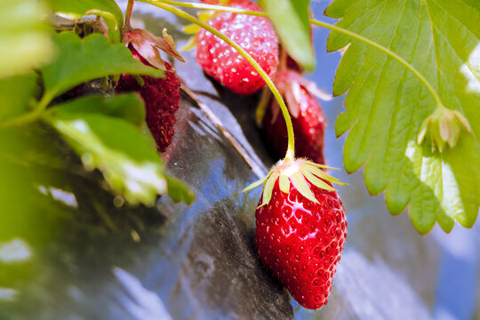 Ripe natural strawberry on a black background