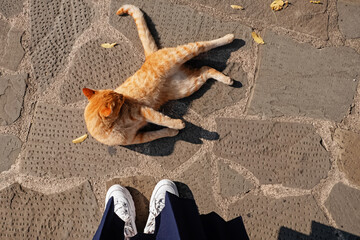 Top view of fluffy ginger cat lying on the ground with a few of yellow leaves.