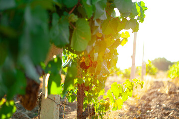 Grapes bush leaves in a vineyard close up