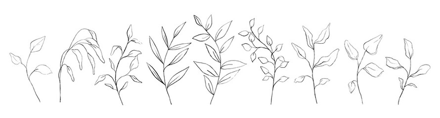 Set of botanical line art floral leaves, plants. Hand drawn sketch branches isolated on white background. Vector illustration