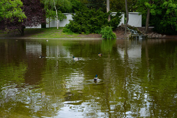 Fototapeta na wymiar Vienna, Austria - July 25, 2019: Ducks in the pond in Stadtpark popular park in Vienna