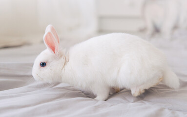 white rabbit on the floor