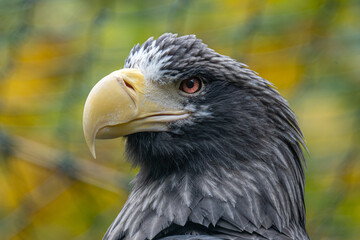 Seeadler Portrait 