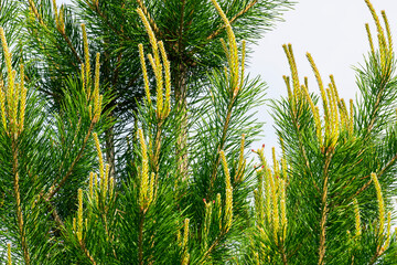 Obraz na płótnie Canvas Young fresh shoots, pine coniferous tree blooming in spring. Beautiful green spring nature background